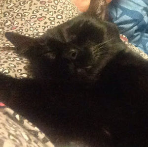 Meet your Posher, Abigail